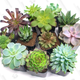 12 Pack of Fully Rooted Succulents | $27 | Amazon